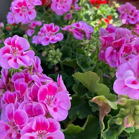 Il Diretto 4* Potenza