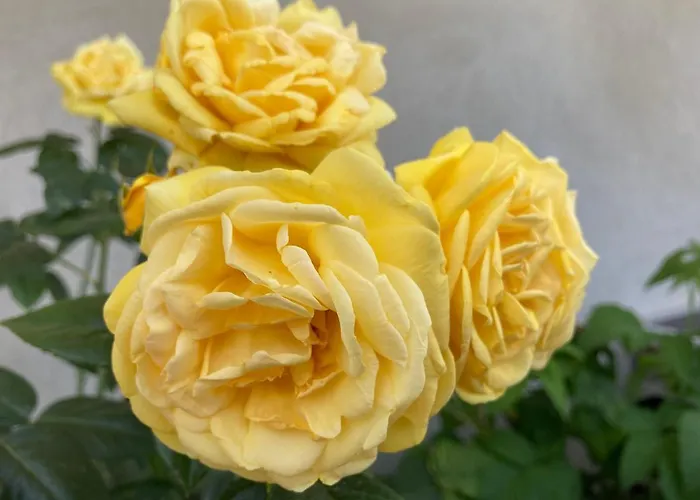 Il Diretto 4* Potenza