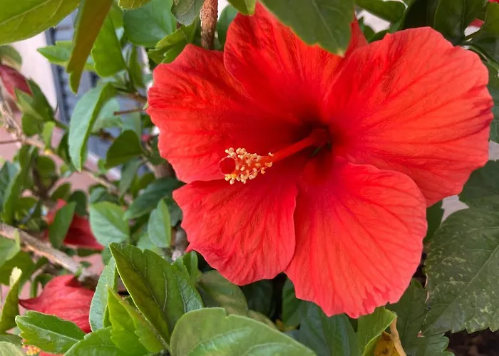 Il Diretto Affittacamere 4*